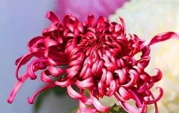 菊花的特点_菊花特点描写的句子_菊花特点与品质