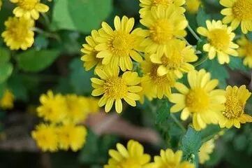 菊花特点与品质_菊花特点描写的句子_菊花的特点