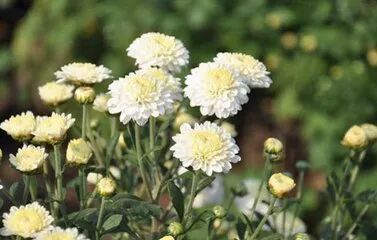 菊花的特点_菊花特点描写的句子_菊花特点与品质