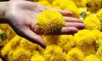 菊花的特点_菊花特点与品质_菊花特点描写的句子