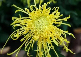 菊花的特点_菊花特点与品质_菊花特点描写的句子