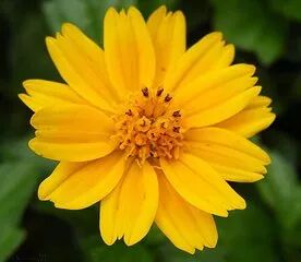 菊花特点与品质_菊花的特点_菊花特点描写的句子