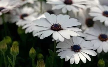 菊花的特点_菊花特点描写的句子_菊花特点与品质