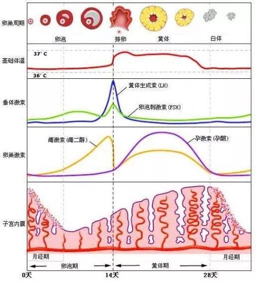 這個備孕檢查，沒這幾種問題可以不用查！ 健康 第3張