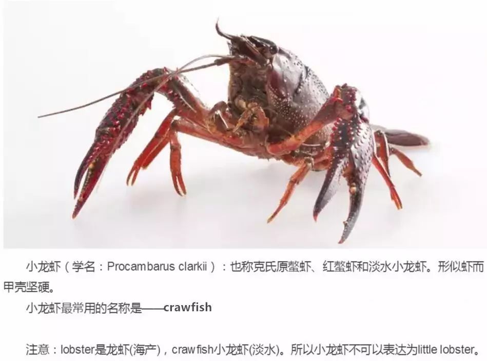 龙虾用英文怎么说图片