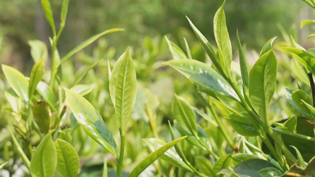 乡村振兴茶叶__乡村振兴富农让人愿意回