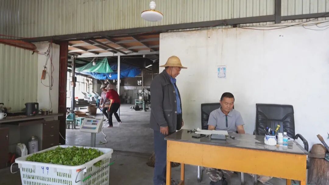乡村振兴茶叶__乡村振兴富农让人愿意回