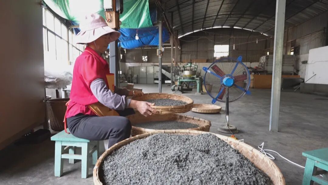 _乡村振兴茶叶_乡村振兴富农让人愿意回