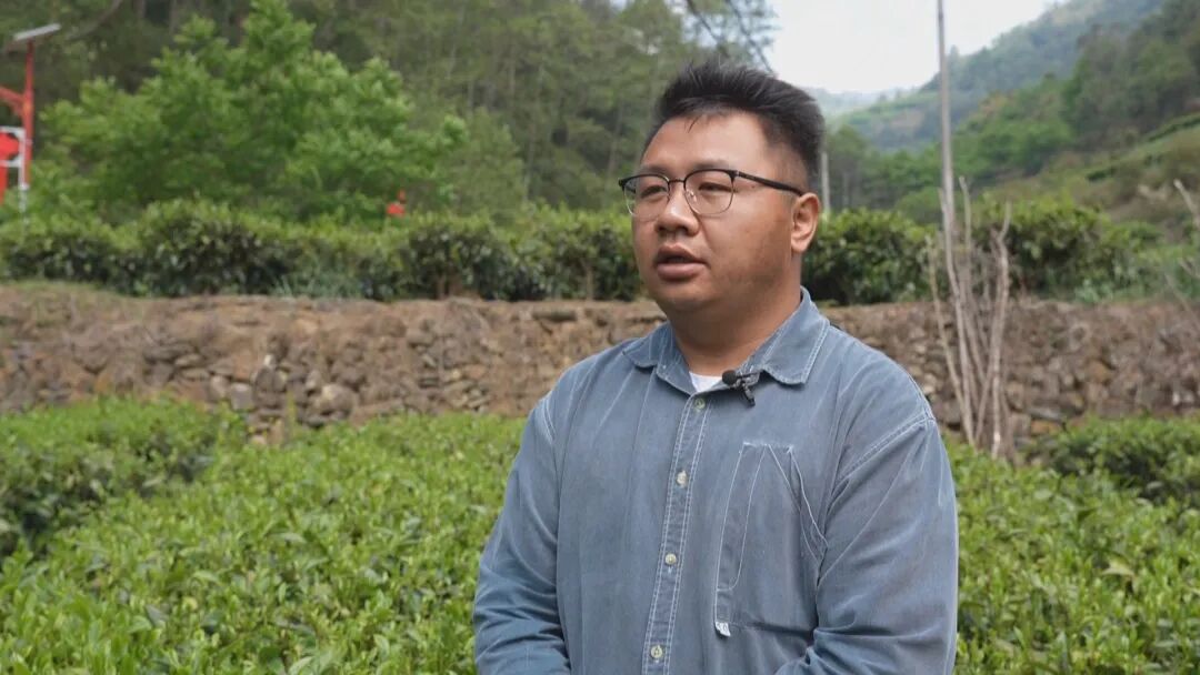 乡村振兴富农让人愿意回_乡村振兴茶叶_