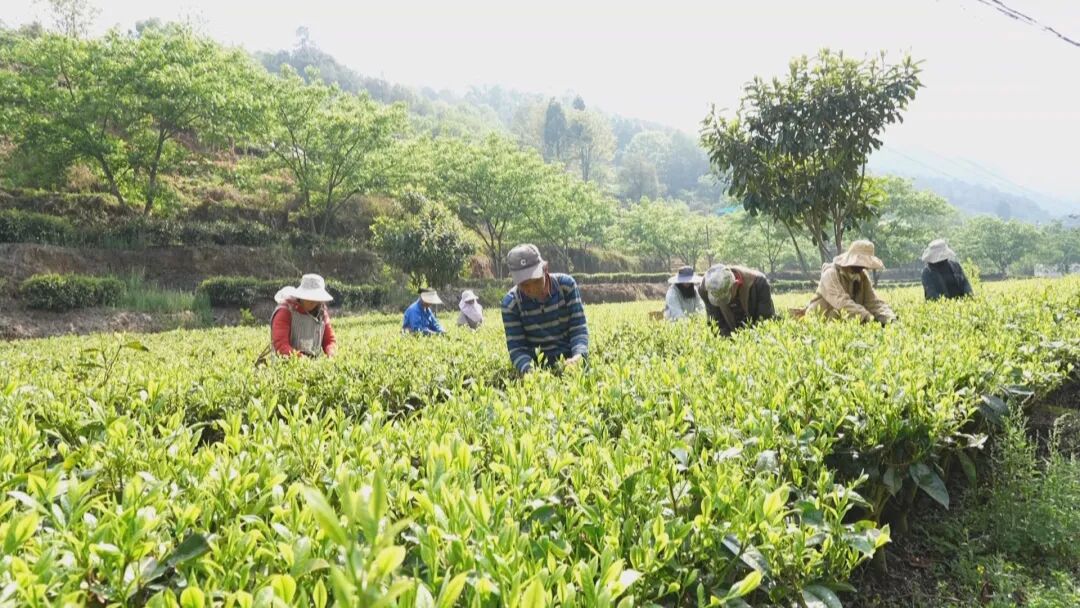 _乡村振兴茶叶_乡村振兴富农让人愿意回