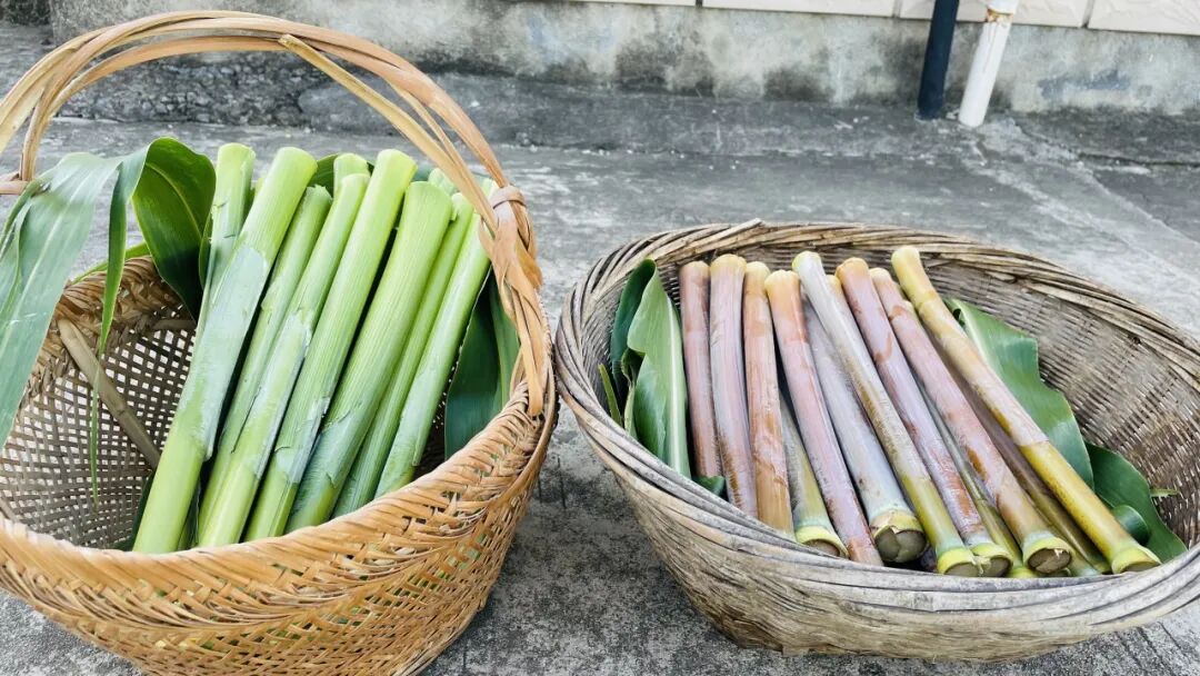 好吃又实用的芦粟!夏日一口清甜,你吃过了吗?