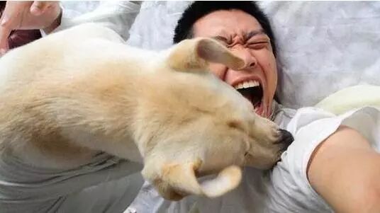 男子被爱犬舔了一口，多器官衰竭死亡！病因不是狂犬病…