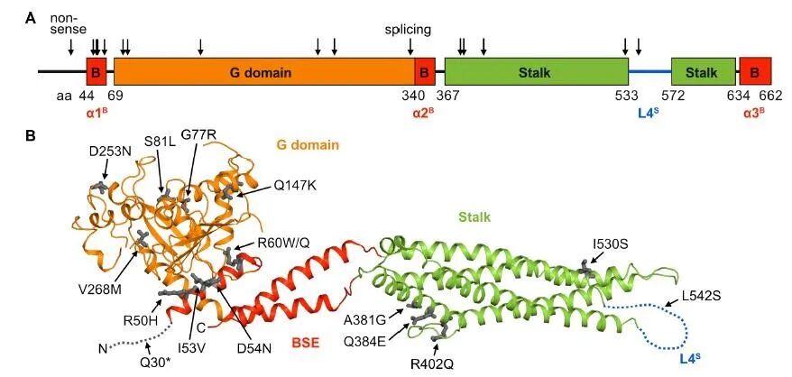 中山大学公共卫生学院（深圳）舒跃龙教授研究团队在Science发表H7N9禽流感研究新成果-肽度TIMEDOO