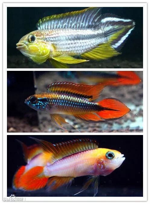 公鱼咬母鱼肚子才能生小鱼嘛_咬母鱼公鱼短鲷能繁殖吗_短鲷 公鱼咬母鱼