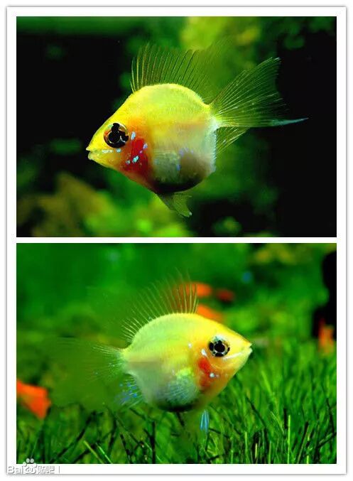 公鱼咬母鱼肚子才能生小鱼嘛_咬母鱼公鱼短鲷能繁殖吗_短鲷 公鱼咬母鱼