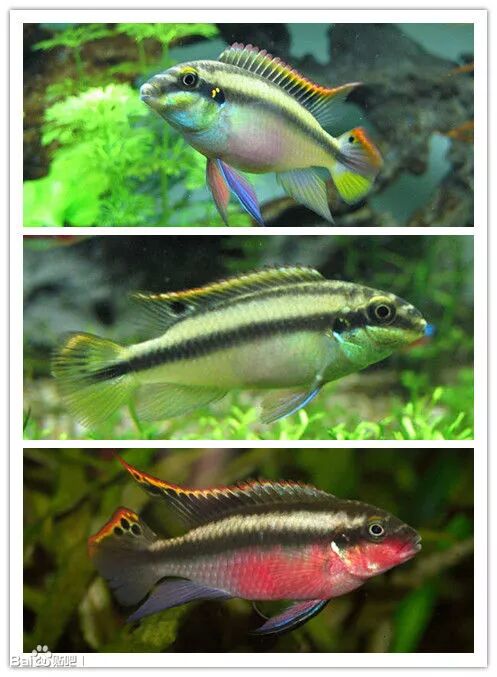 短鲷 公鱼咬母鱼_公鱼咬母鱼肚子才能生小鱼嘛_咬母鱼公鱼短鲷能繁殖吗