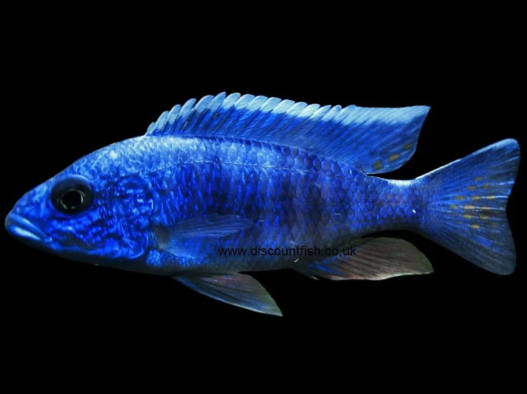 马拉维湖慈鲷 Malawi Cichlid 懒人养鱼 微信公众号文章阅读 Wemp