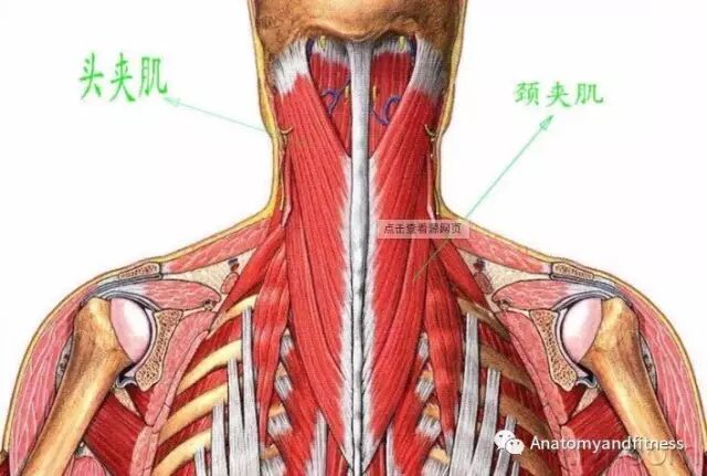 头,颈夹肌的损伤及稳定训练-樊继波主治医师-爱问医生