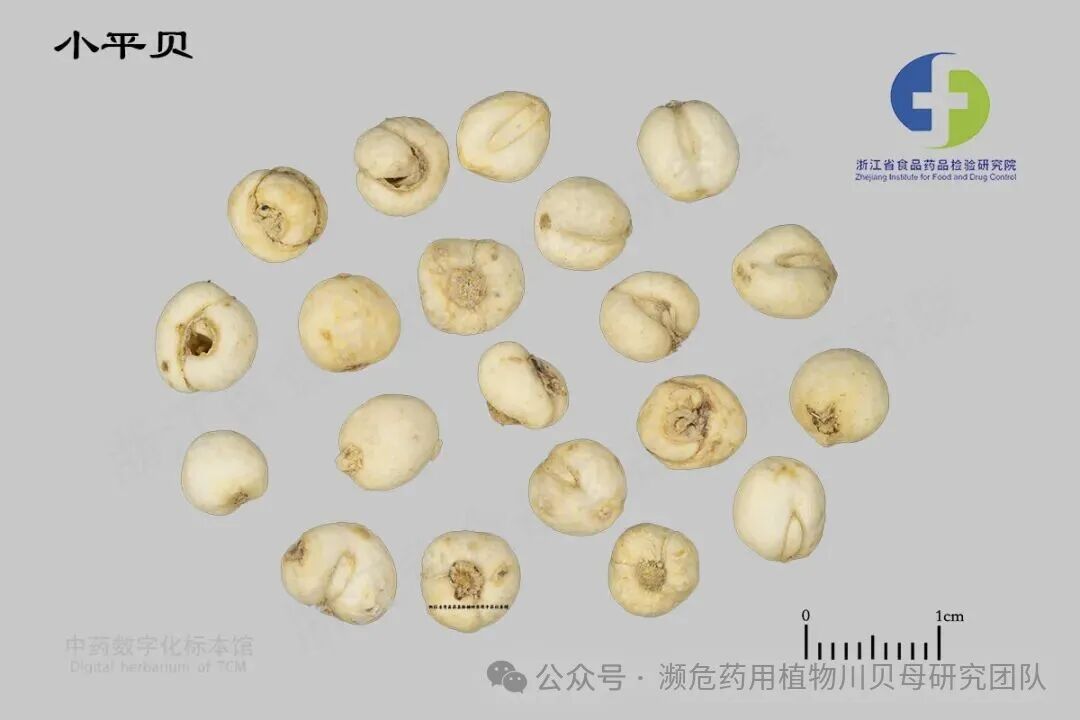 平贝母-小-充川贝-01 拷贝.jpg