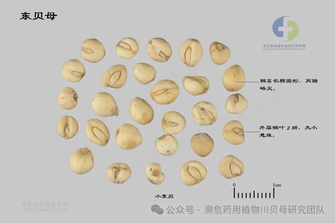 东贝母-一图识药 拷贝.jpg