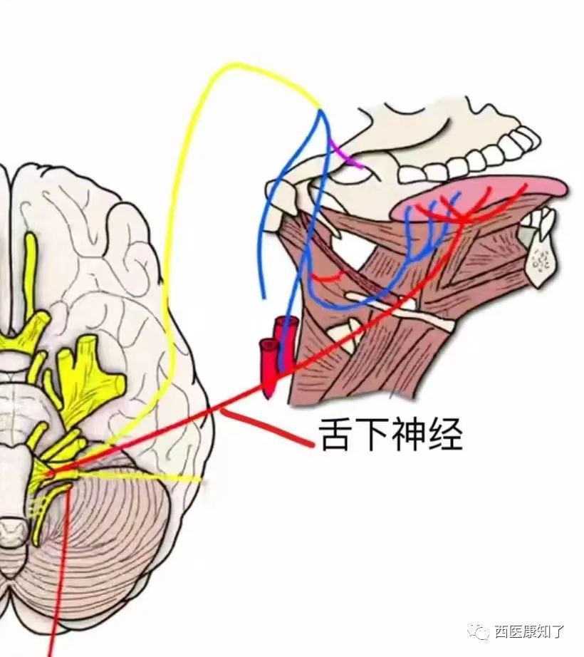 外周神经系统——脑神经