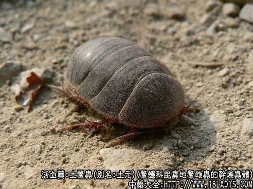 虫类药 十七 土鳖虫 大连神谷中医医院 微信公众号文章阅读 Wemp