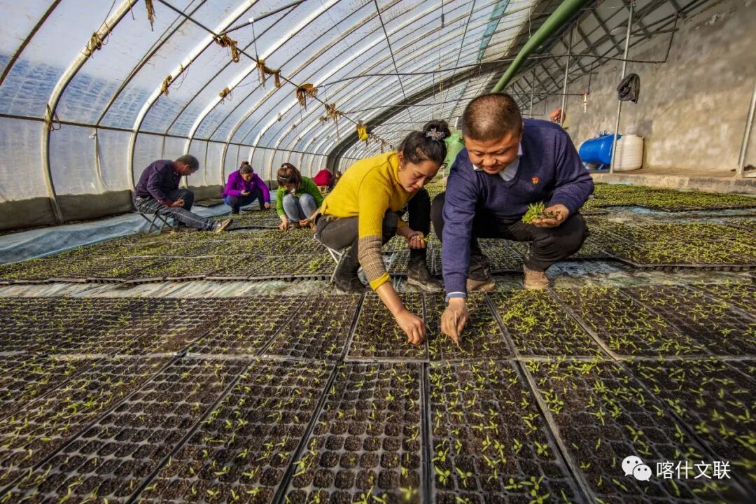 培育苗圃&nbsp; 高&nbsp; 嵩