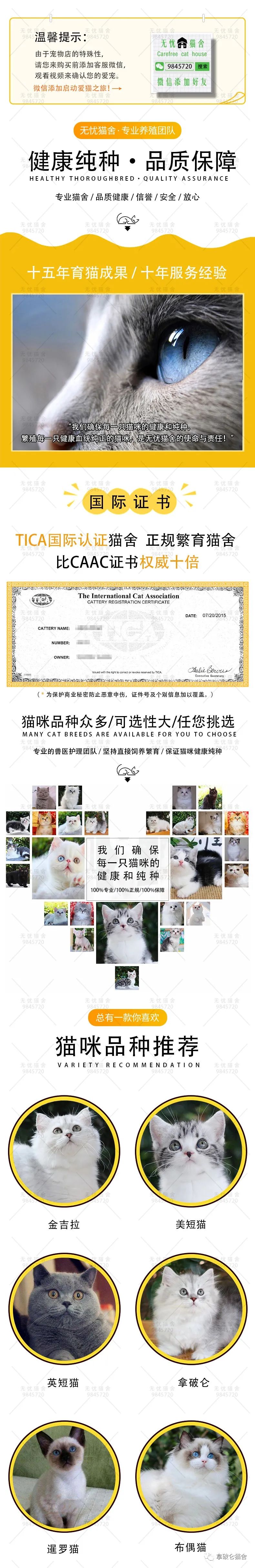 Tlc官网 纯种布偶猫的大概价格布偶猫在哪买便宜