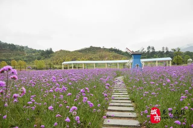 河源市东源县康禾花海图片