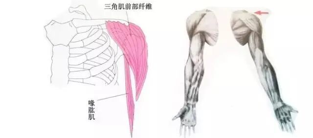 外展枕怎么使用总结的很全的针刀治疗要点，学针刀的人不容错过_https://www.jmylbn.com_新闻资讯_第21张