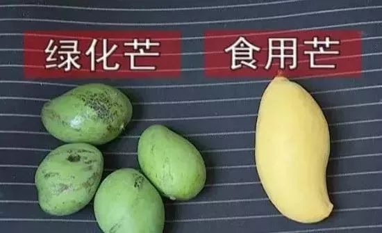 温尼伯