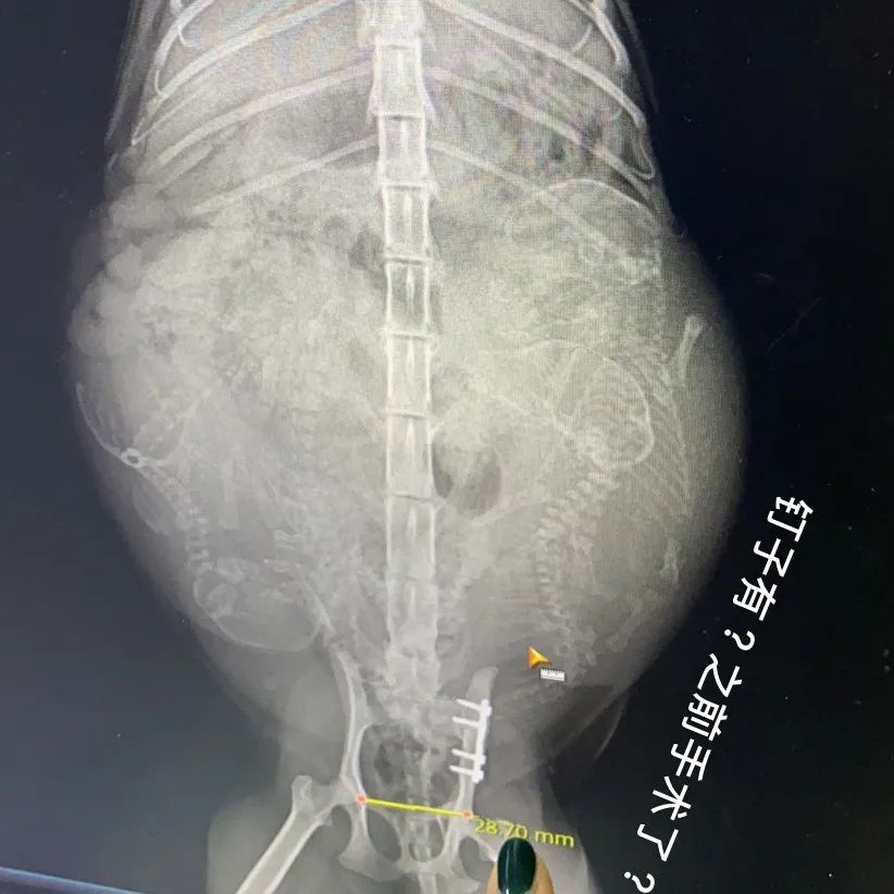 宠物心得技能_宠物经验心得_心得宠物经验分享