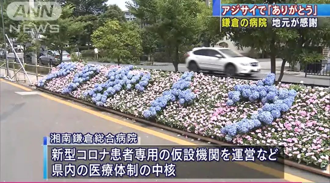 这朵花里藏着日本人的夏天 错过了樱花 你还能再错过它吗 谈日录 微信公众号文章阅读 Wemp