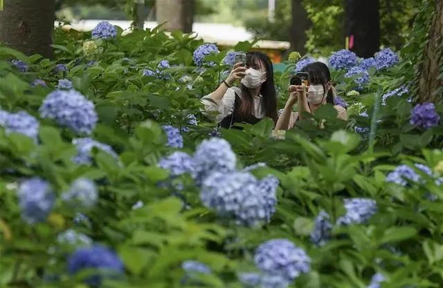 这朵花里藏着日本人的夏天 错过了樱花 你还能再错过它吗 谈日录 微信公众号文章阅读 Wemp