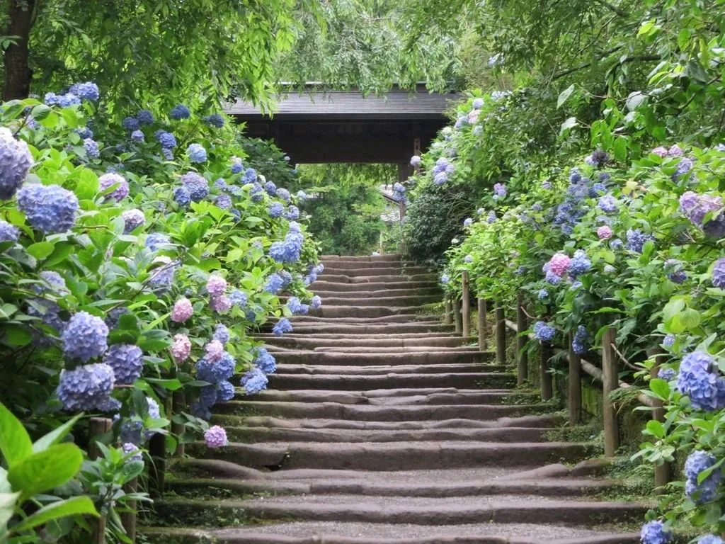 这朵花里藏着日本人的夏天 错过了樱花 你还能再错过它吗 谈日录 微信公众号文章阅读 Wemp