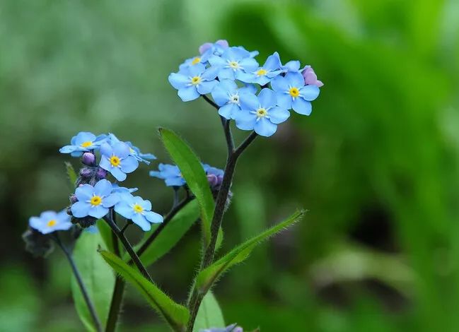 盆栽勿忘我种植技术 养花之师 微信公众号文章阅读 Wemp