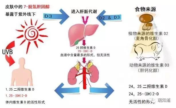 萌医生丨补充维生素d的那些事儿