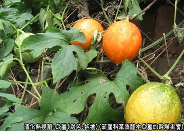 瓜蒌（全瓜蒌、瓜蒌仁、瓜蒌皮）-爷孙俩的中医故事第五册（36）
