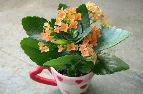 长寿花 蟹爪兰开花少 教你这些小细节 开花量翻几倍 枝叶茂盛 全网搜