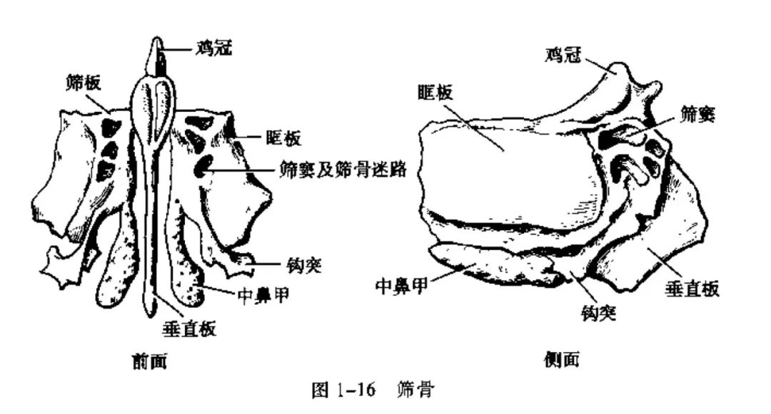 系统解剖学 运动系统 颅骨 甘肃疼痛介入诊疗网 微信公众号文章阅读 Wemp