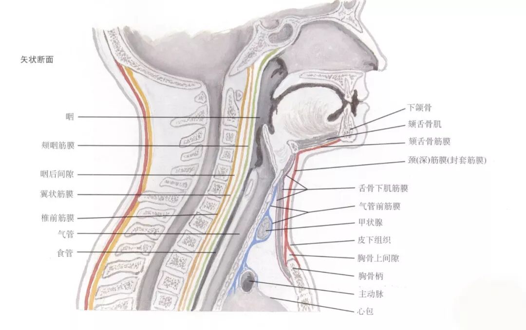 颈肌 甘肃疼痛介入诊疗网 微信公众号文章阅读 Wemp