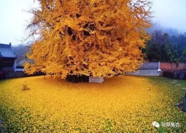百年银杏树十年养花人 据说看到它开花 象征幸福和长寿 花草集合 微信公众号文章阅读 Wemp