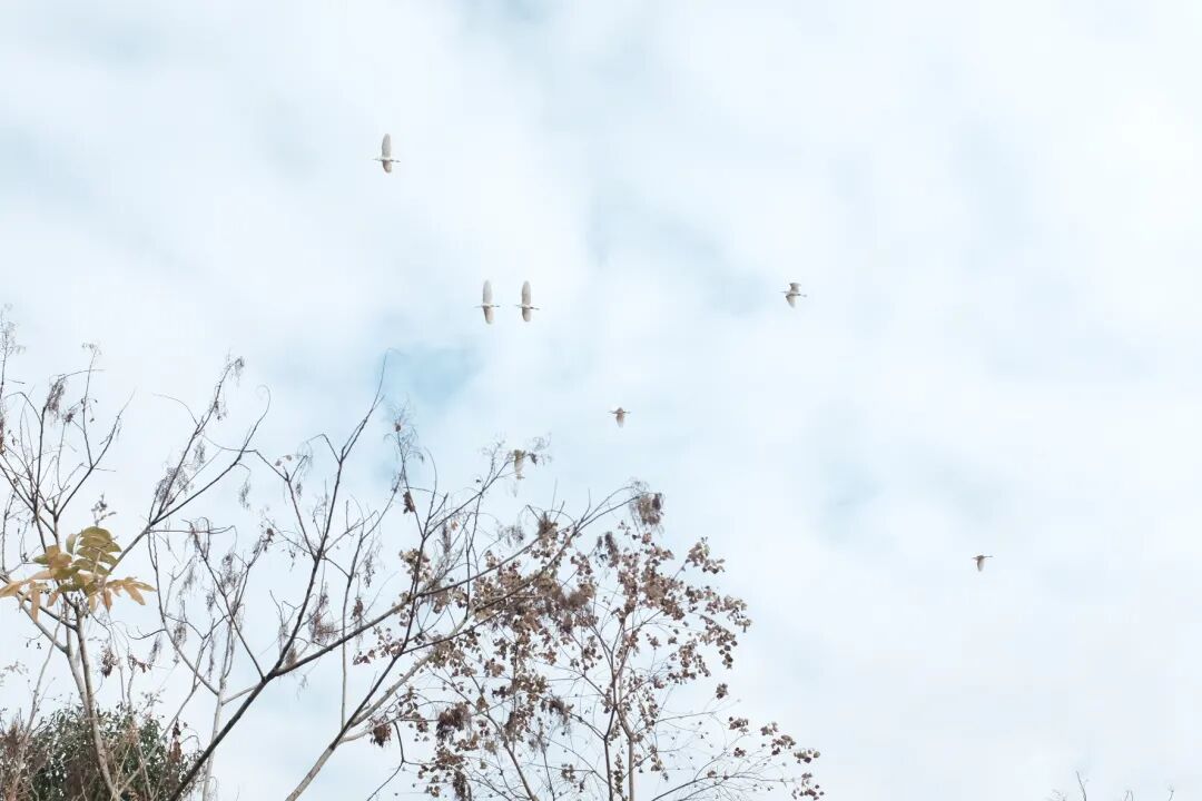 ͼƬ