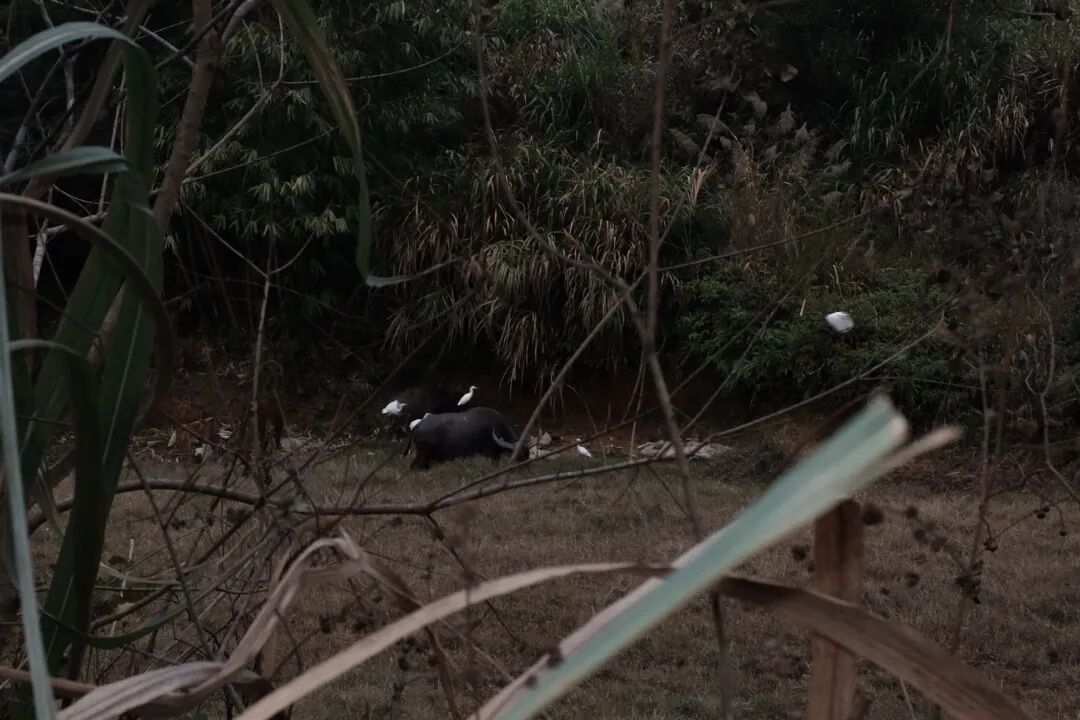 ͼƬ