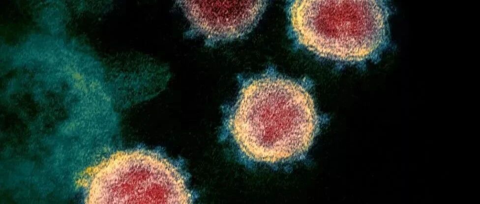 证实了！人体免疫系统能“记住”新冠病毒一年以上