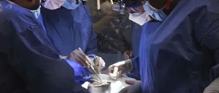 全球首例！基因编辑猪心移植到人体