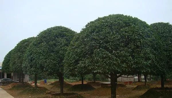 桂花种植技术，好看的桂花树是怎么种出来的？