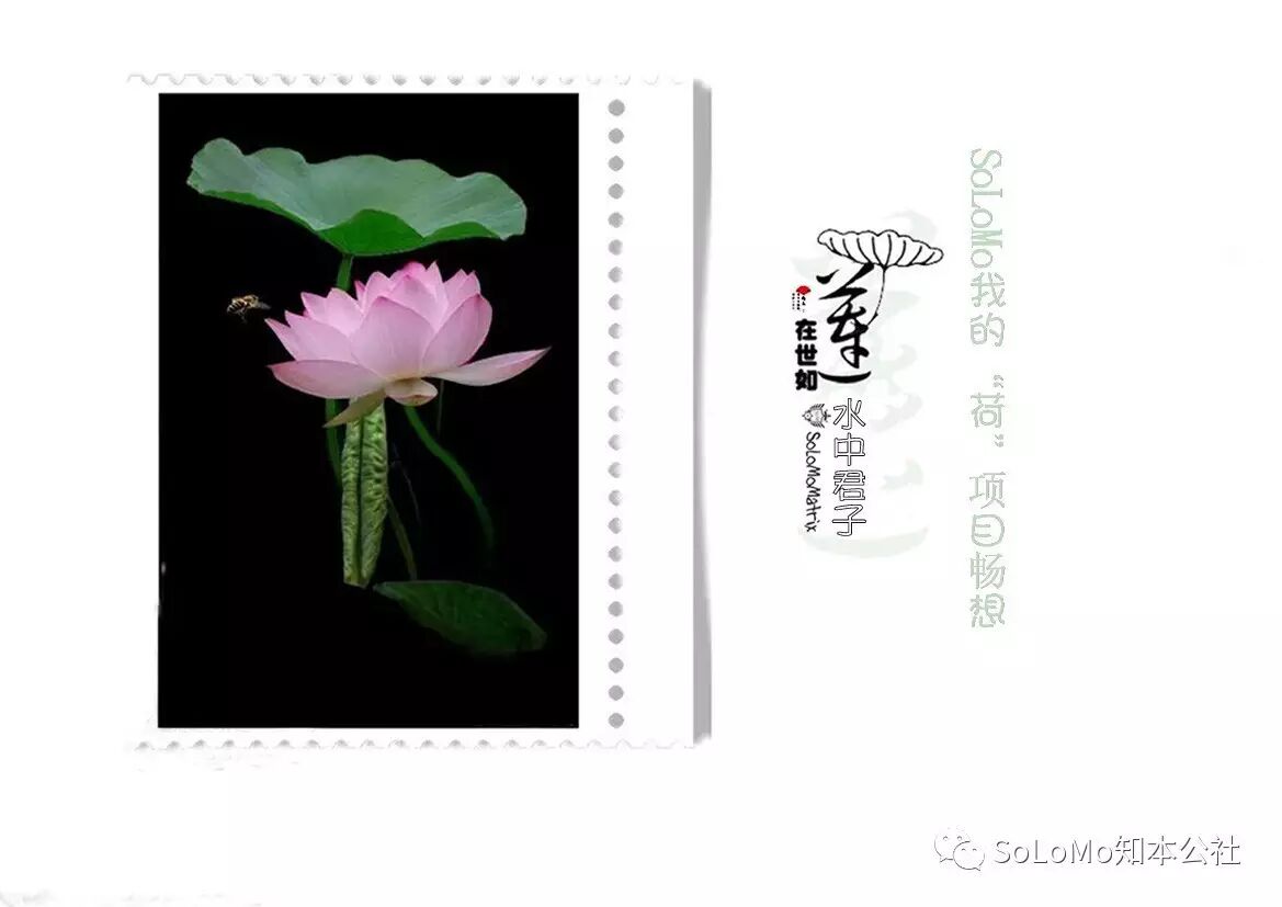 solomo我的"荷"项目畅想 作者:5645群管委黄辉,5645群副秘书长潘锐敏