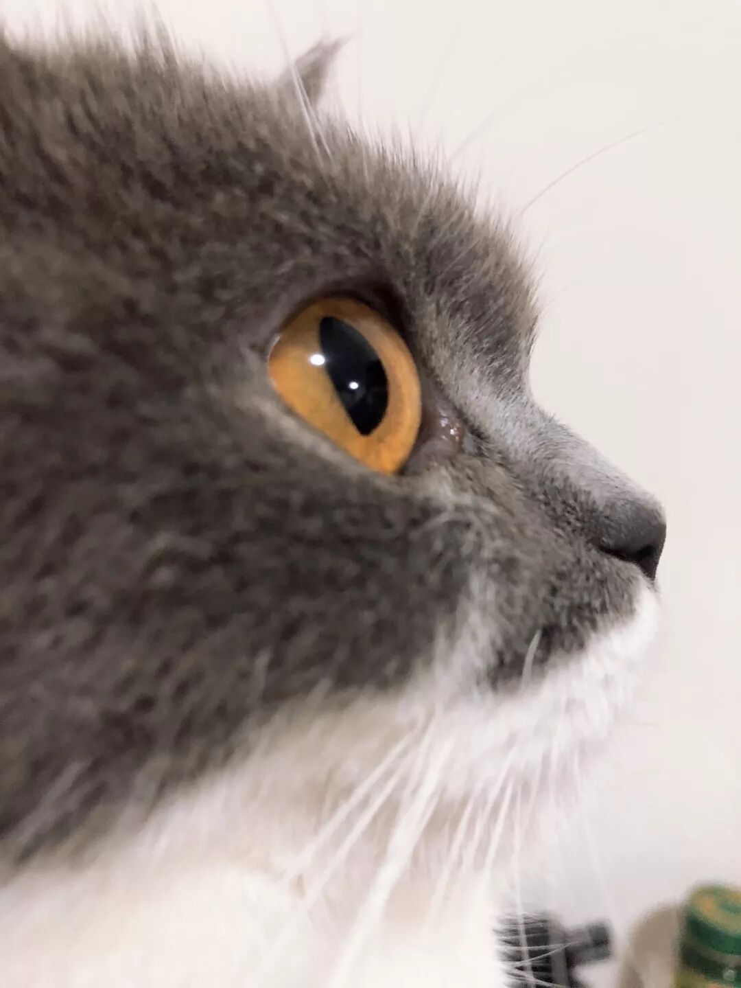 公猫绝育后图片_公猫绝育手术费用_公猫绝育多少钱