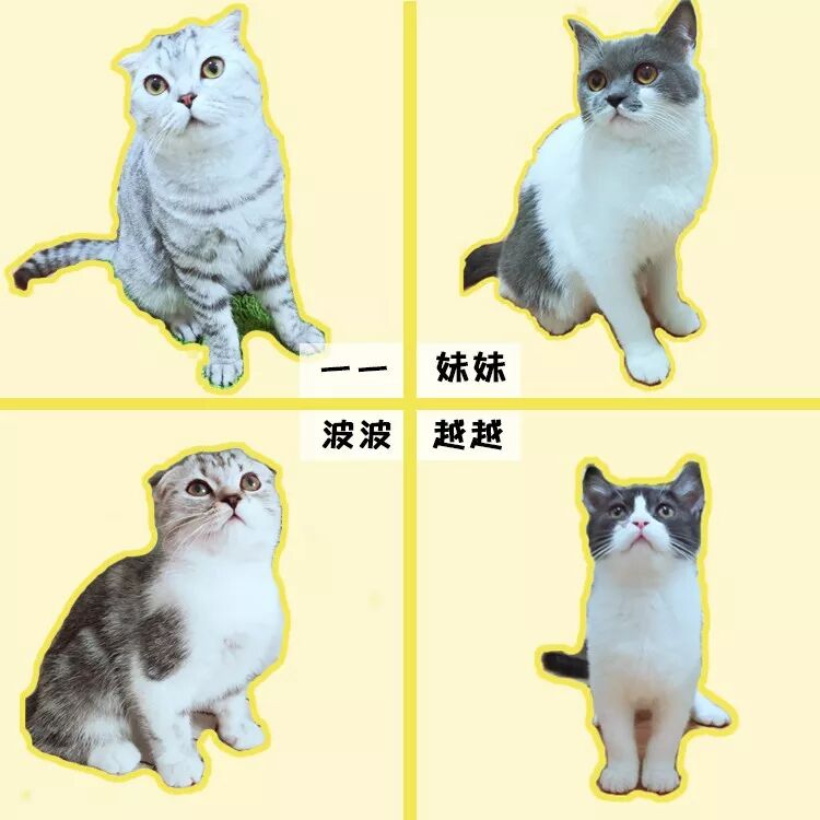 公猫绝育后图片_公猫绝育多少钱_公猫绝育手术费用